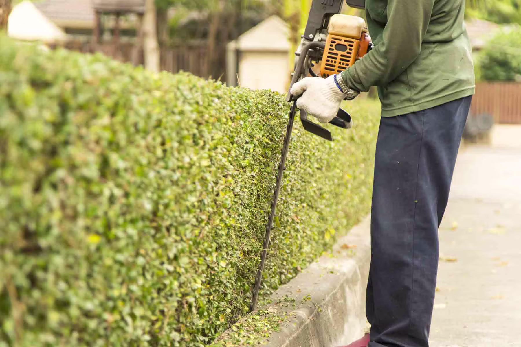 shrub maintenance.jpg