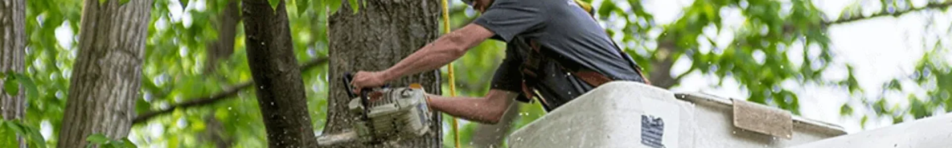 chainsaw tree.jpg