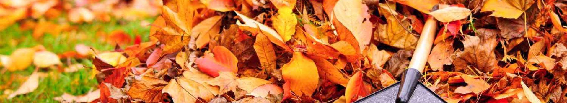 fall yard cleanup important for lawn garden getty 0923 a52f9e8c61134458b40f5ffef72d3e2b 2